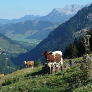 Musiwandertag_Burgeralm_2015__-_7.jpg